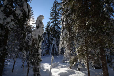 Winter landscape in Val Saisera, Italy