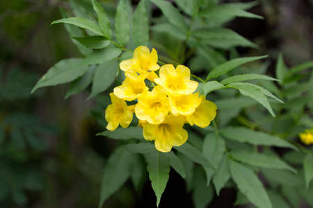 Flowers of the Tatacoa desert, Colombia