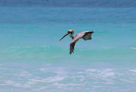 Pelican hunting on the sea in Cayo Santa Maria, Cubaの写真素材