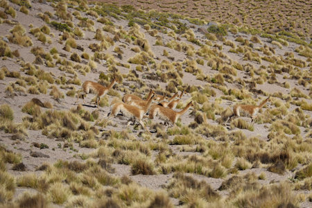 Grazing vicunas in the Puna Argentinaの写真素材