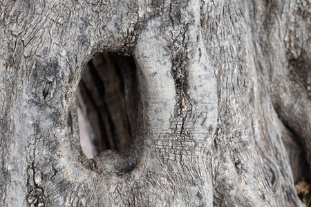 The bark of an ancient olive tree in Hadrians Villa in Tivoli, Romeの写真素材