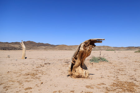 Oasis desolated in the Gobi desert, Mongoliaの写真素材