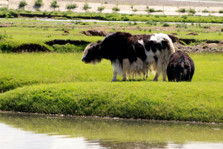 Yak grazing in the Mongolian steppeの写真素材