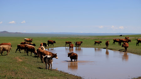 Characteristic Mongolian landscape with grazing animalsの写真素材
