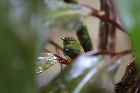 White-bearded Manakin in Tortuguero National Park, Costa Rica