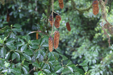 Fruit of Mucuna Montarola, Costa Rica