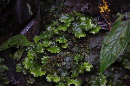 Forest plant in Costa Rica