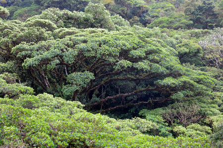 Forest vegetation of Costa Rica