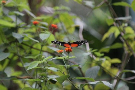 Tiger Longwing butterfly on flower in Costa Rica