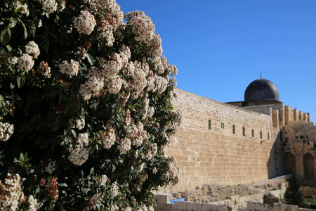 Flowers near the city walls of Jerusalem