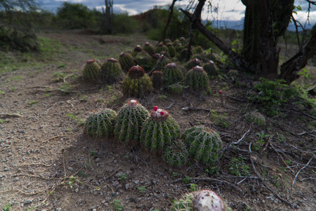 Cactus from the Colombian Tatacoa Desert