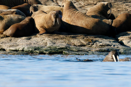 Walruses at the Seven Islands in the Svalbard Archipelagoの写真素材