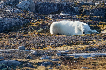 Polar bear on Kvitoya Island, Svalbard Archipelagoの写真素材