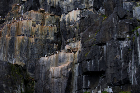 Colony of Brunnich Guillemot on the cliffs of Alkefjellet, Svalbard Islandsの写真素材