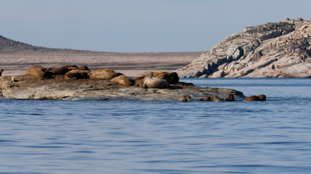 Walrus colony in the waters of Sjuoyane Island, Svalbard archipelagoの写真素材