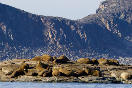Walrus colony in the waters of Sjuoyane Island, Svalbard archipelagoの写真素材
