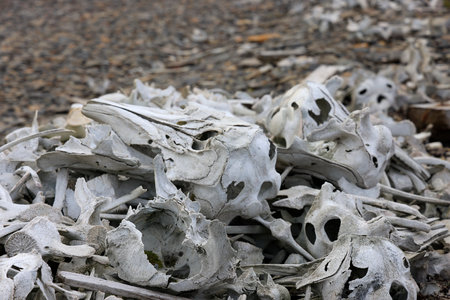 Beluga bones on the beach in Svalbardの写真素材