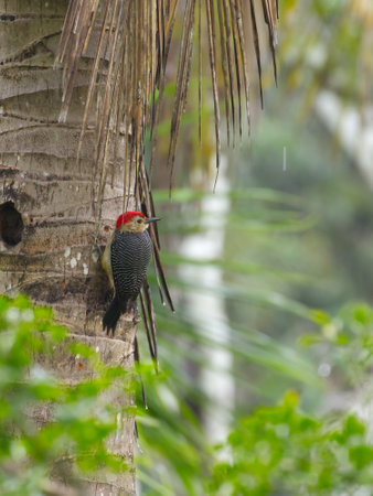 Yucatan Woodpecker in Mountain Pine Ridge Forest Reserve, Belizeの写真素材