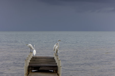 Great White Egret, Livingston, Guatemala