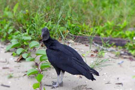 The urubu is a scavenger bird belonging to the vulture group, Guatemalaの写真素材