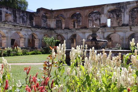 Flowers Inside the Convent of Santa Clara in Antigua, Guatemalaの写真素材