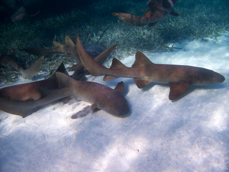 Nurse Sharks of Caye Caulker, Belizeの写真素材
