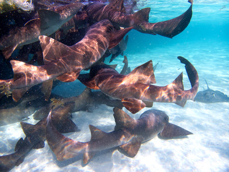Nurse Sharks of Caye Caulker, Belizeの写真素材