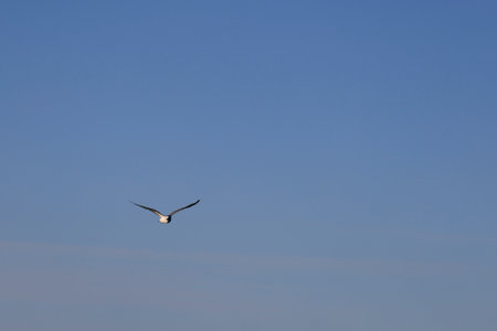 Pelecanoides Lacepede, genus of seabirds of the family Procellariidae