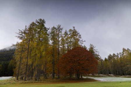 Autumn landscapes in Austria view of the colors of the forest
