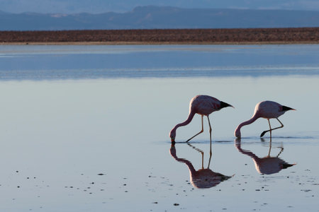 Chaxa Lagoon and its flamingos, Atacama Desert, Chileの写真素材