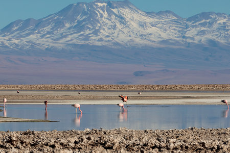 Chaxa Lagoon and its flamingos, Atacama Desert, Chileの写真素材