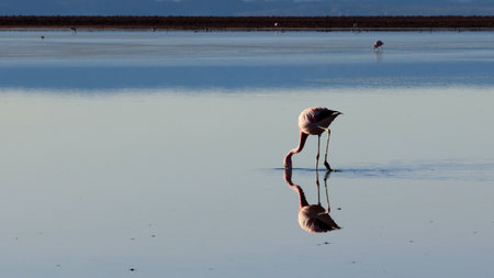 Jamess Flamingo in Chaxa Lagoon, Chileの写真素材