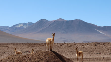 A group of vicunas near the border with Chileの写真素材