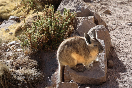 Viscacha in Lauca National Park, Chile