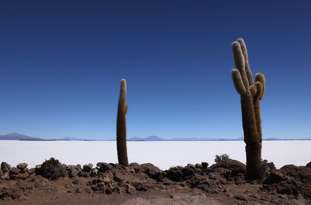 The giant cacti of the Incahuasi island in the Salar de Uyuni, Boliviaの写真素材