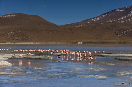 View of a lagoon in the Bolivian highlands, Boliviaの写真素材