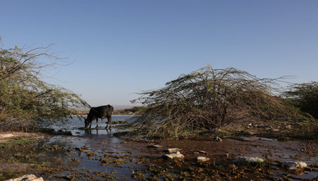 The Allalobad geothermal site at dawn, Ethiopiaの写真素材