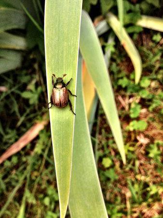 cockchafer 