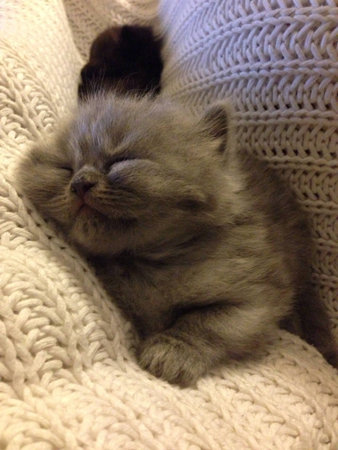 Sleeping cute kittenの素材