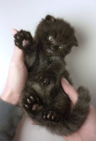 chocolate kitten catの素材