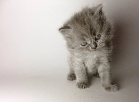 cute kitten catの素材