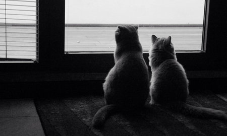 Mother and son, catsの素材