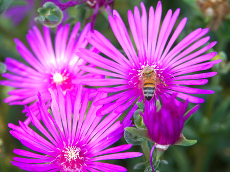 Ape sul fioreの写真素材