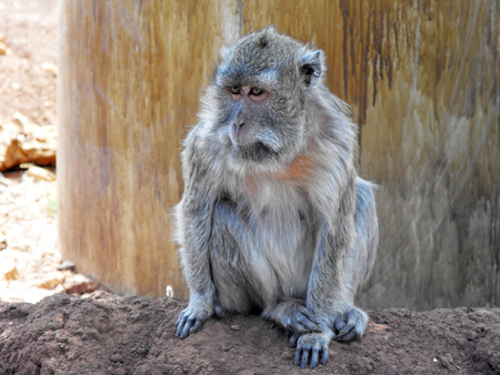 Monkey in the zoo