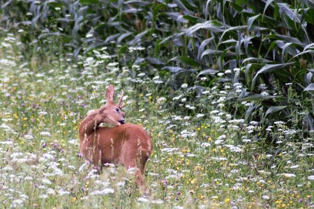 The roe deerの写真素材