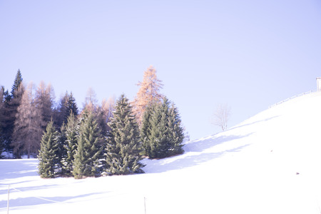 Firs and larches in the snow