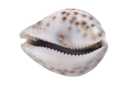 beautiful shell on a white background の写真素材