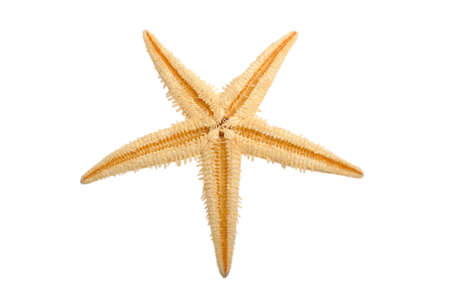 Sea star isolated on white background 