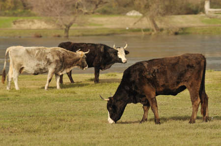 cows graze on meadow の写真素材