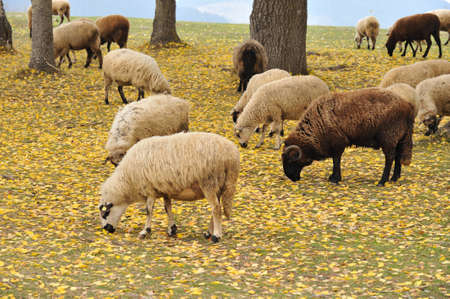 sheep の写真素材